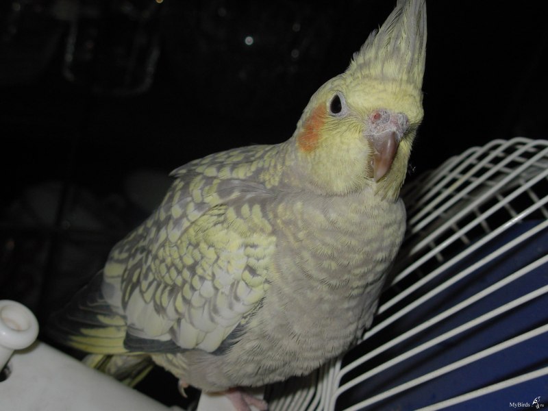 Корелла лютино