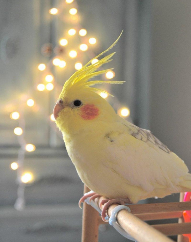 Pied Cockatiel