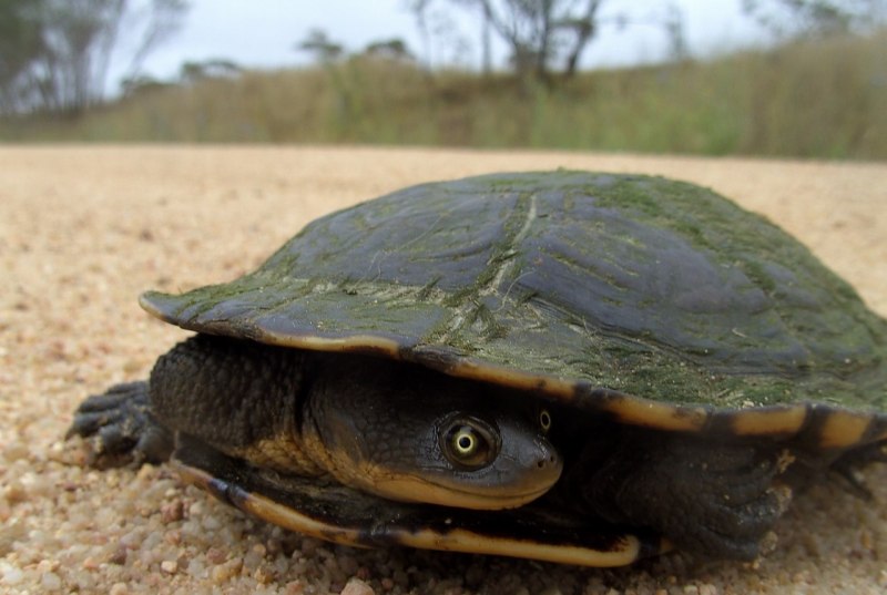 Graptemys oculifera