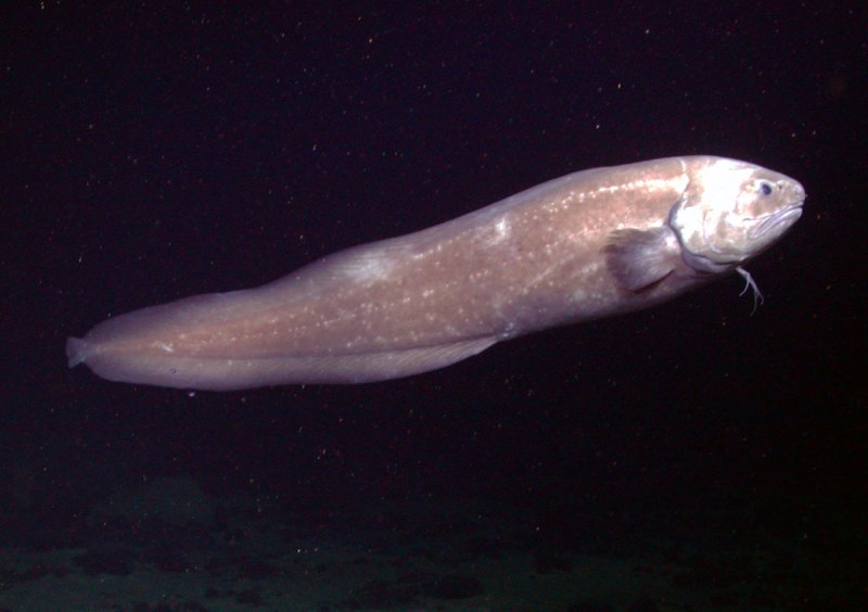 Щучья морская собачка