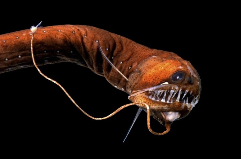 Chlamydoselachus anguineus