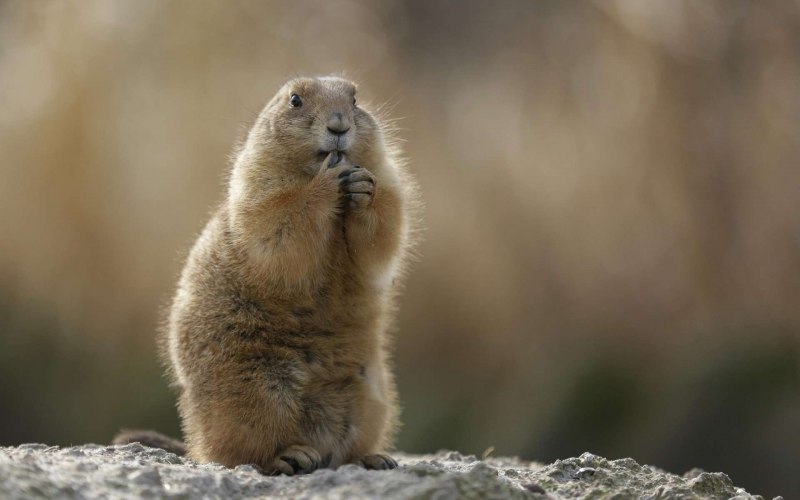 Сурок Степной, Байбак (Marmota Bobak)