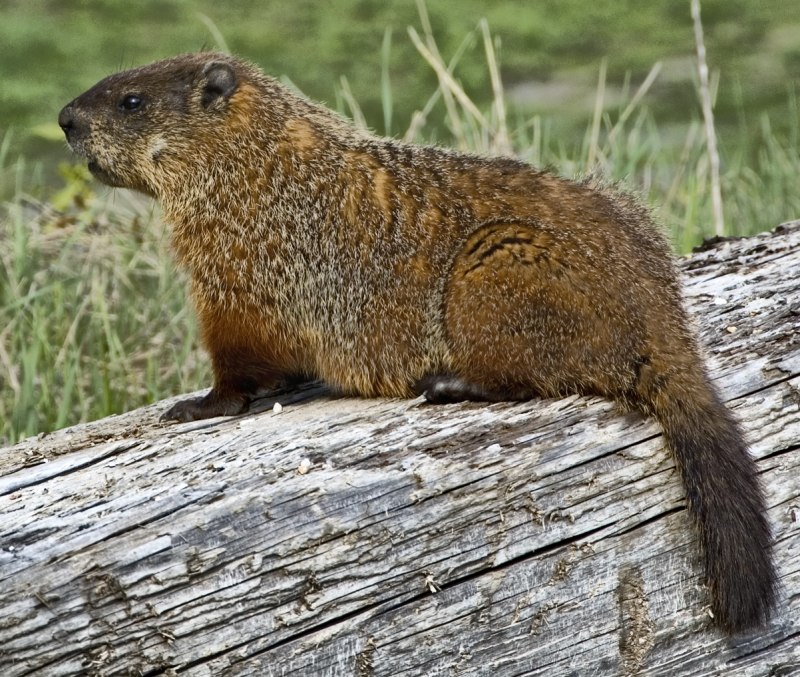 Сурок Степной, Байбак (Marmota Bobak)