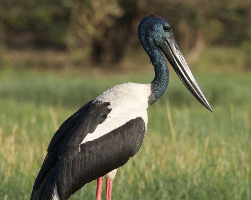 Necked