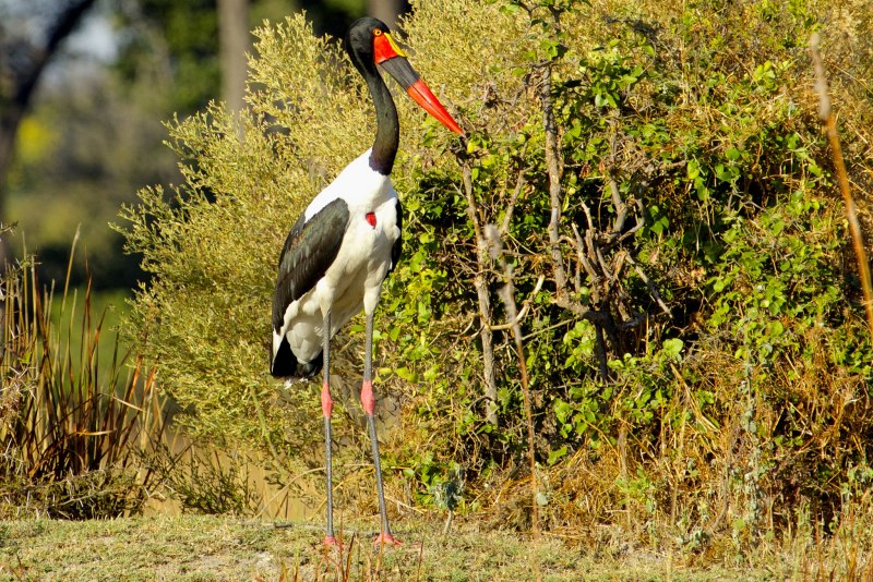 Ephippiorhynchus senegalensis
