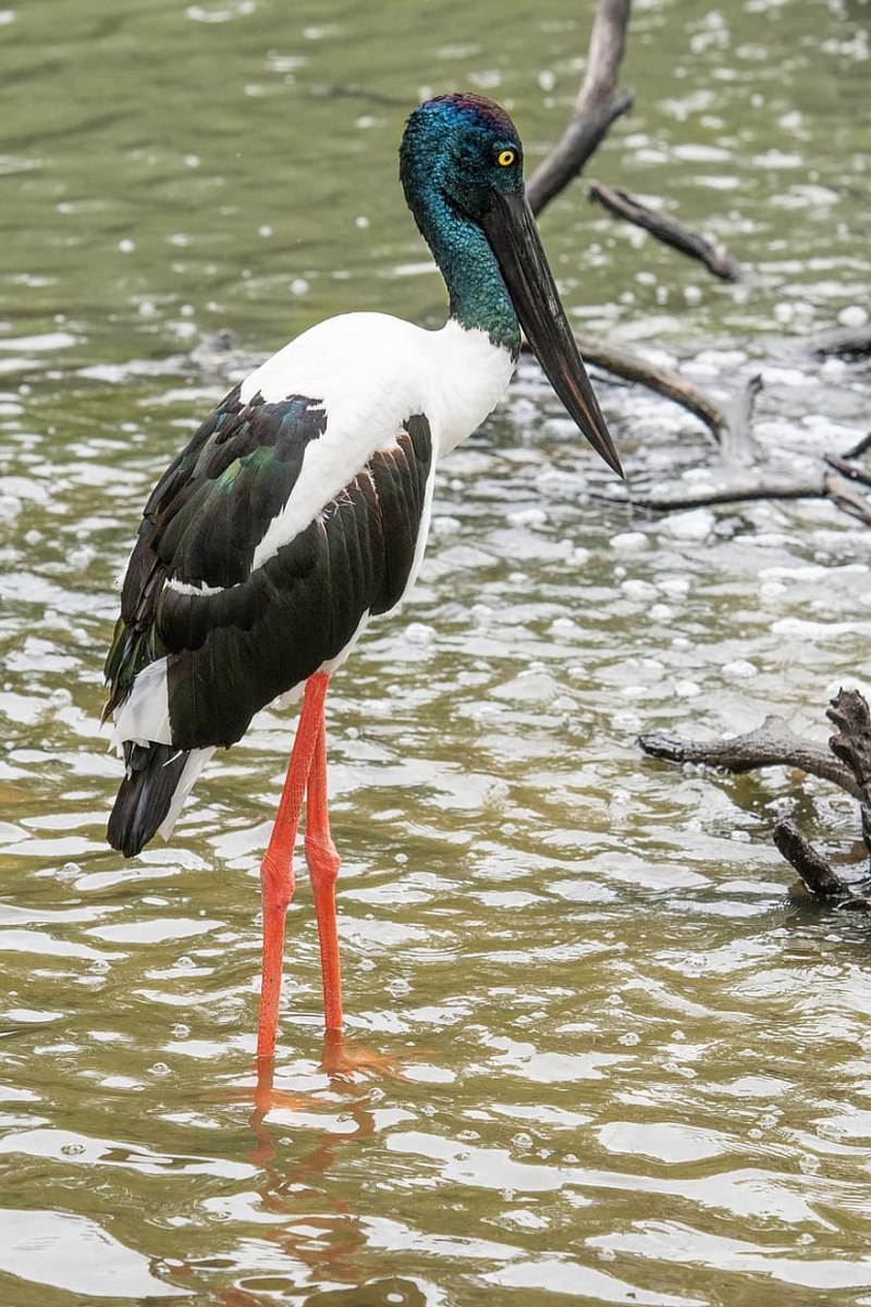 Black-necked Stork