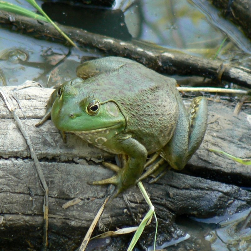 Beelzebufo Ampinga