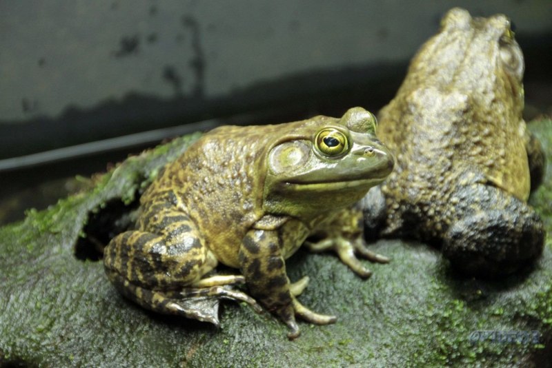 Лягушка-водонос (Pyxicephalus adspersus)