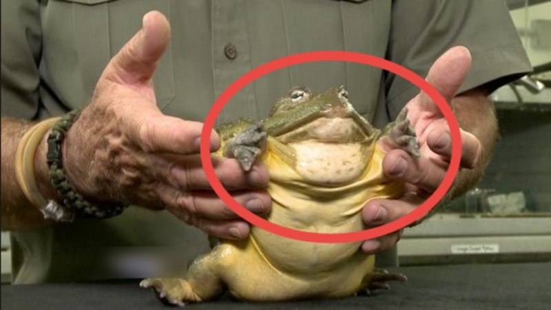 Lithobates catesbeianus