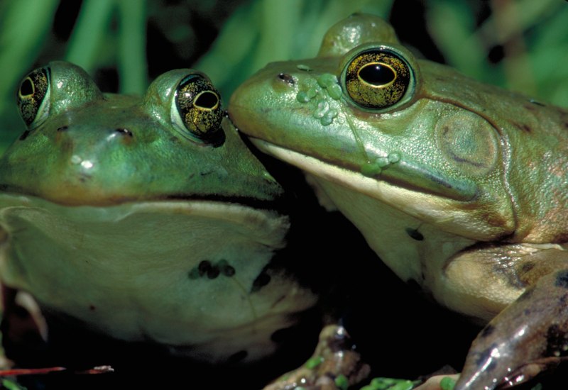 Lithobates catesbeianus