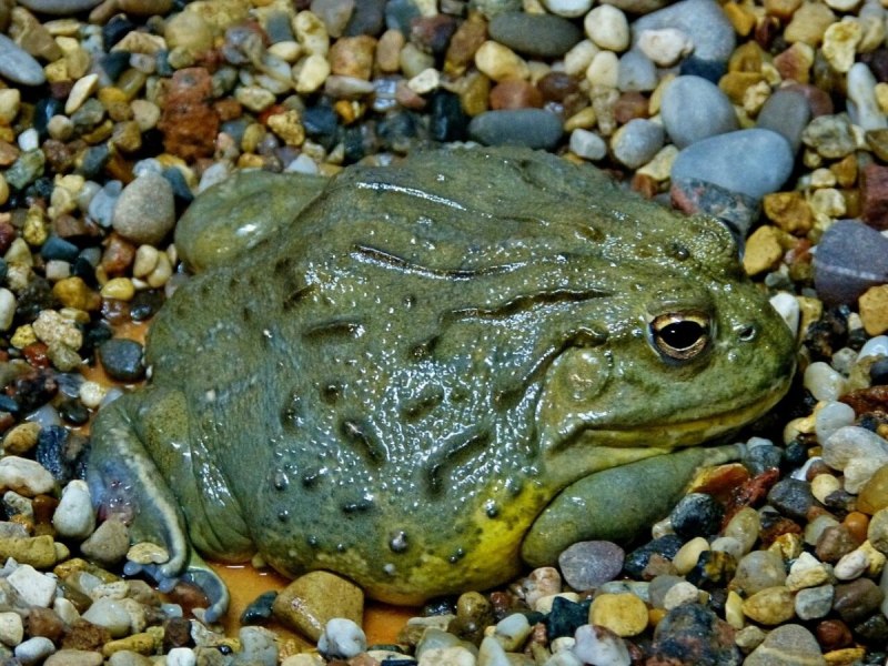 Лягушка-водонос (Pyxicephalus adspersus)
