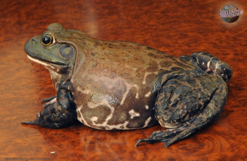Rana catesbeiana