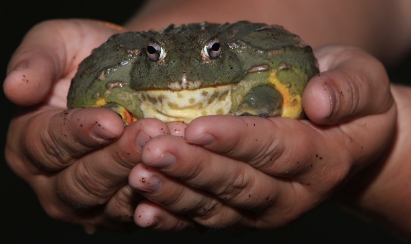Лягушка-бык (lithobates catesbeianus)