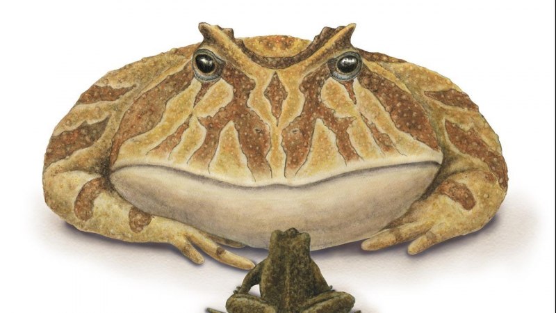 Kaloula pulchra
