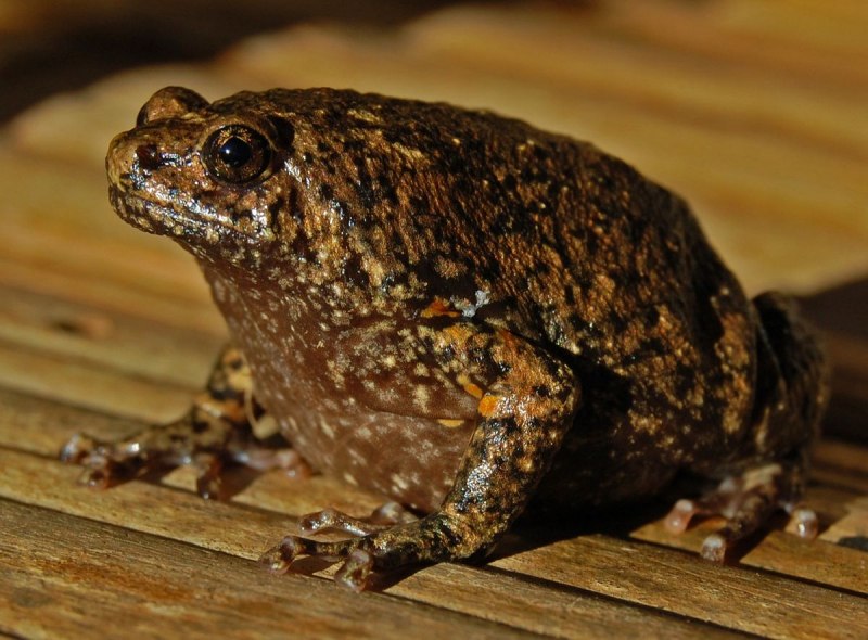 Африканская жаба Bullfrog