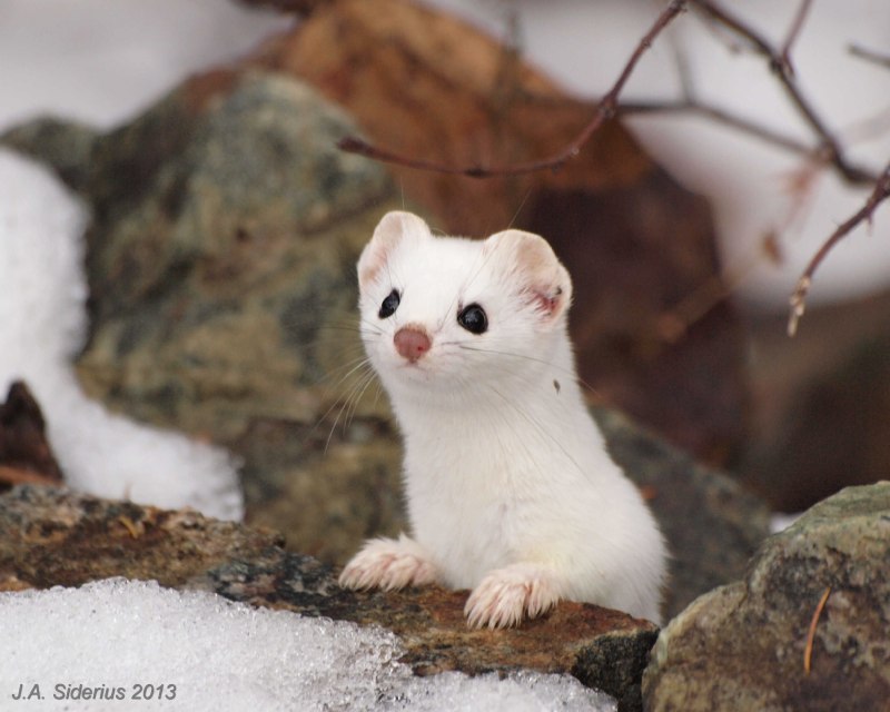 Горностай (Mustela erminea)