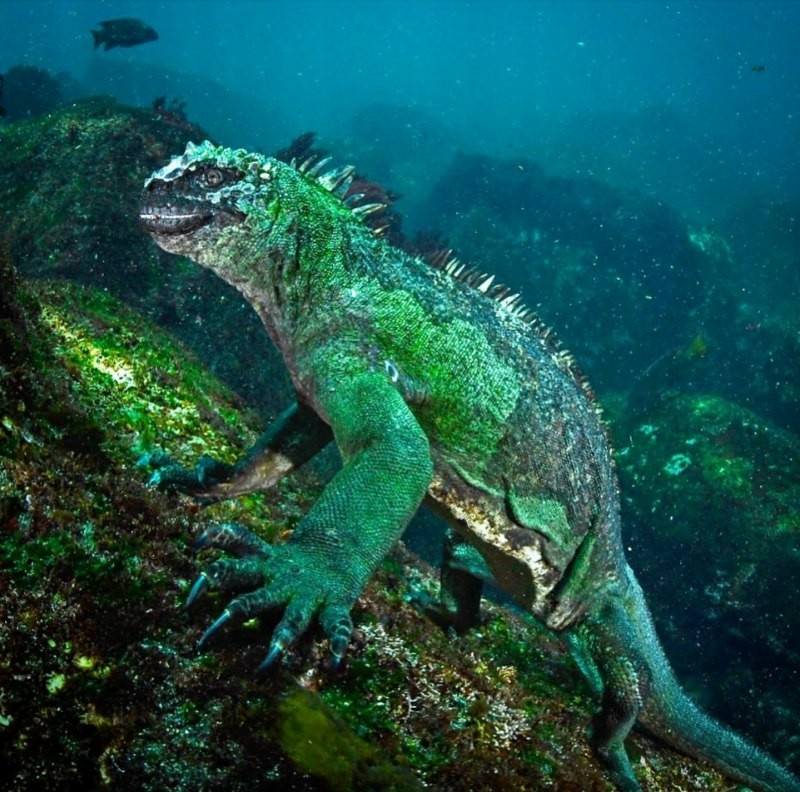 Морская игуана Галапагосские острова