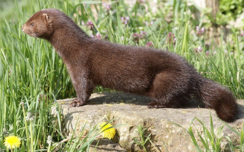Горностай (Mustela erminea)