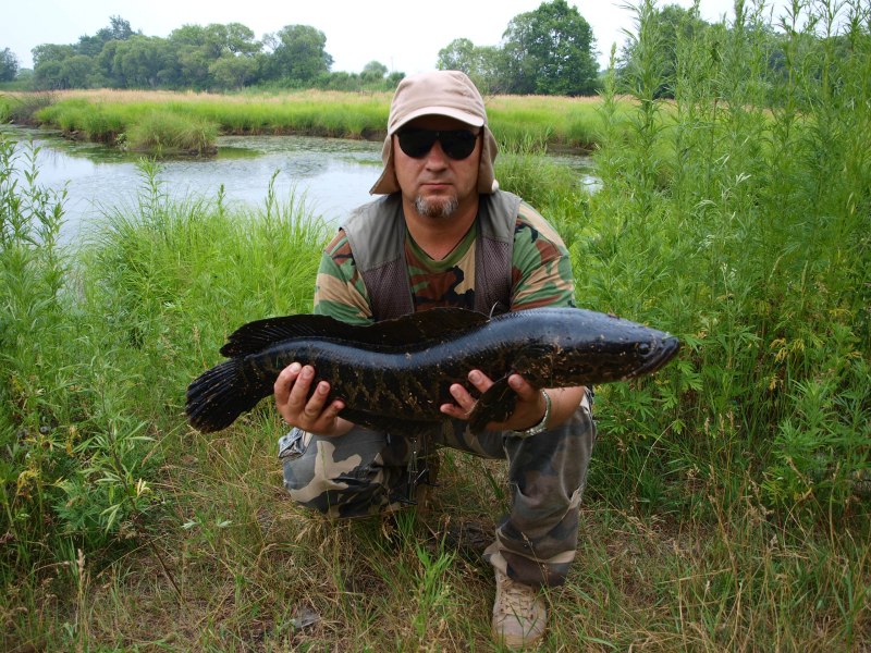 Snakehead Rod