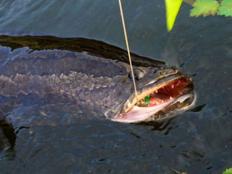 Channa limbata