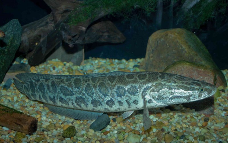 Channa striata молодь