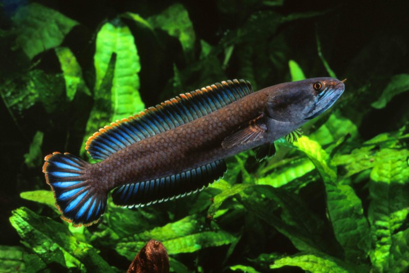 Фишинг рыба Snakehead