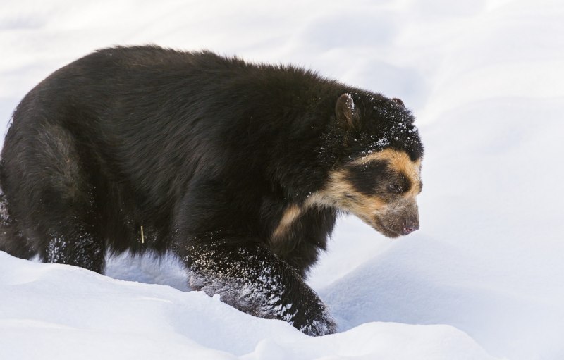 Spectacled Bear