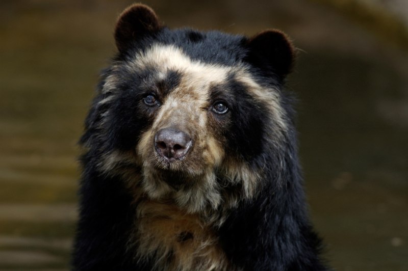 Очковый медведь Tremarctos ornatus