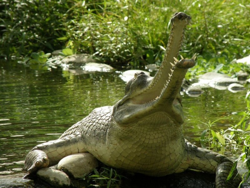 Гавиаловый крокодил Tomistoma