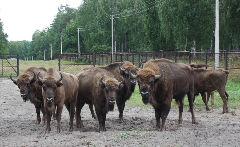 Bison bonasus caucasicus