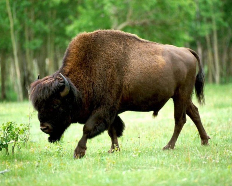 ЗУБР Bison bonasus