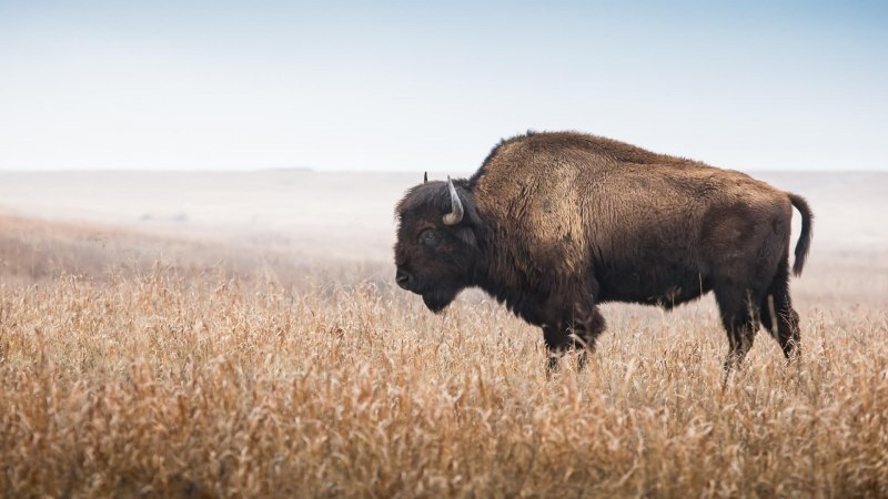 Bison bonasus caucasicus