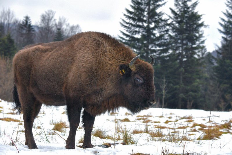 Bison Bison athabascae