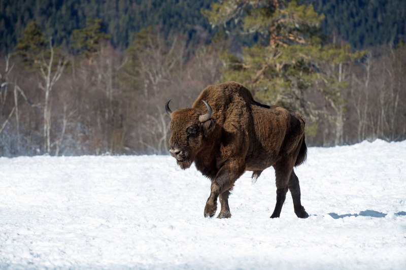 Бизон (Bison Bison)
