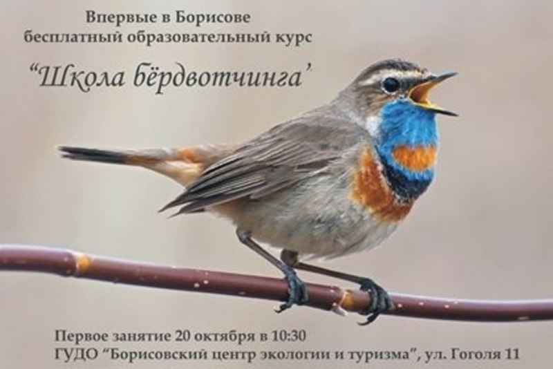 Скворец варакушка