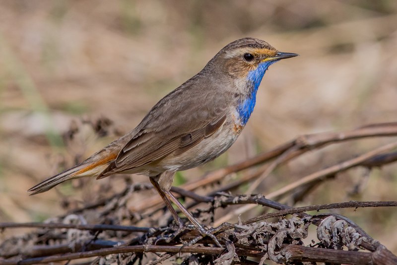 Варакушка (Luscinia svecica)