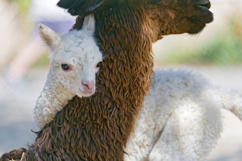 Королевская альпака