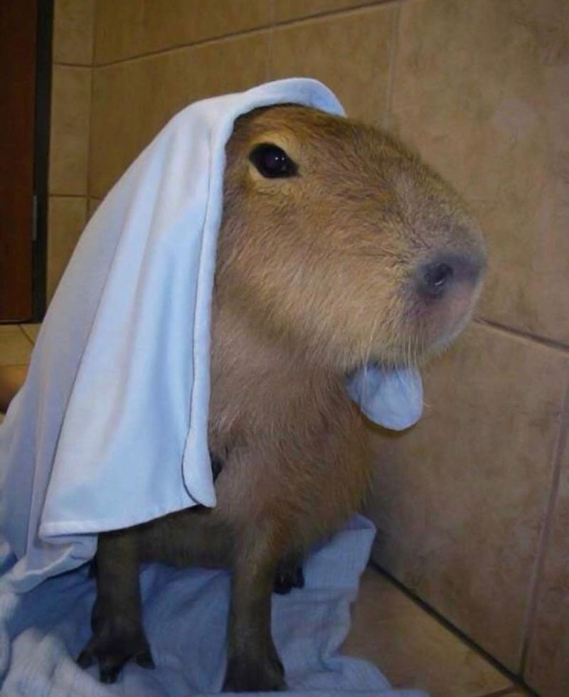 Самый большой хомяк