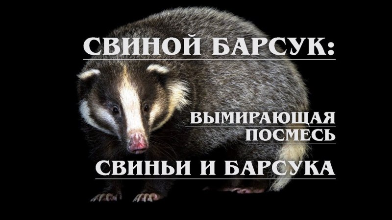 Барсук Мем