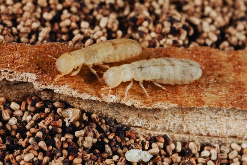 Отряд термиты — Isoptera