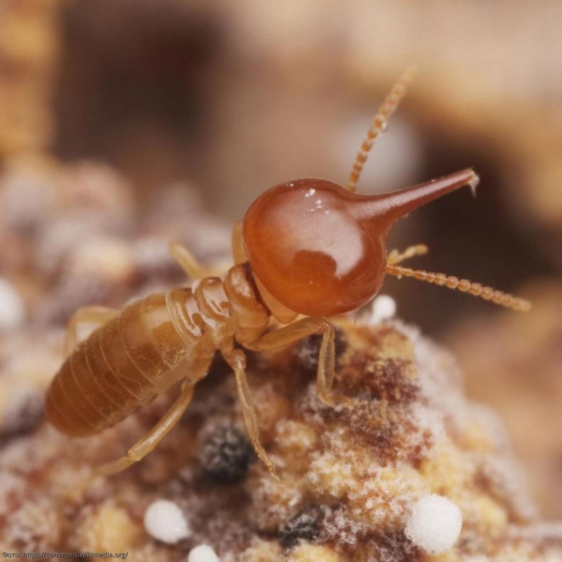Термиты "Subterranean Termite"