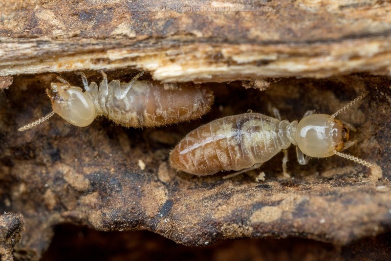 Kalotermes flavicollis