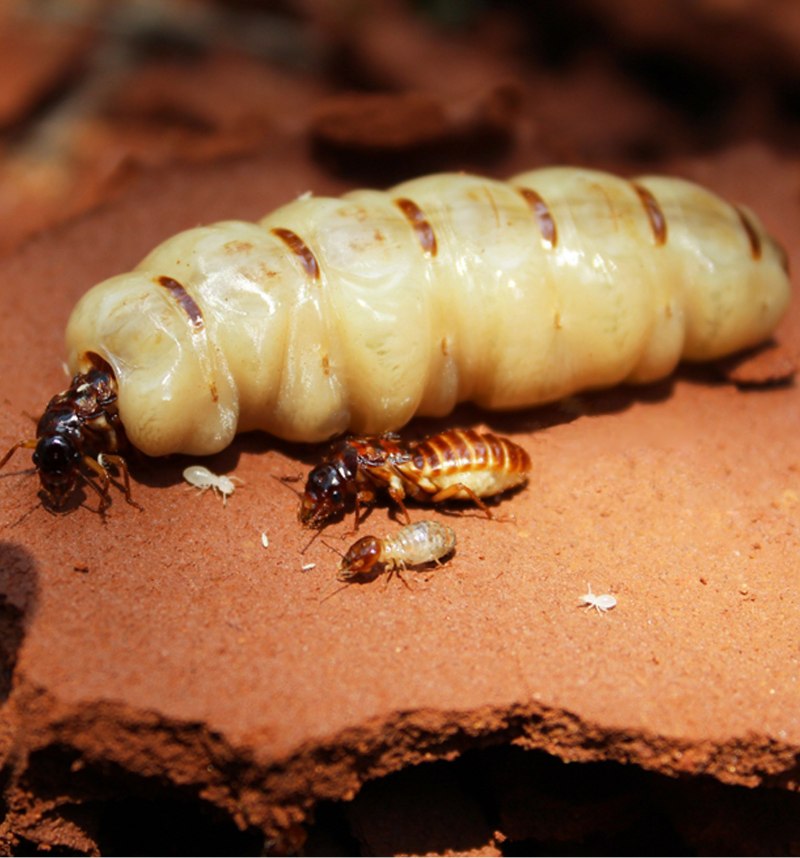 Отряд термиты — Isoptera