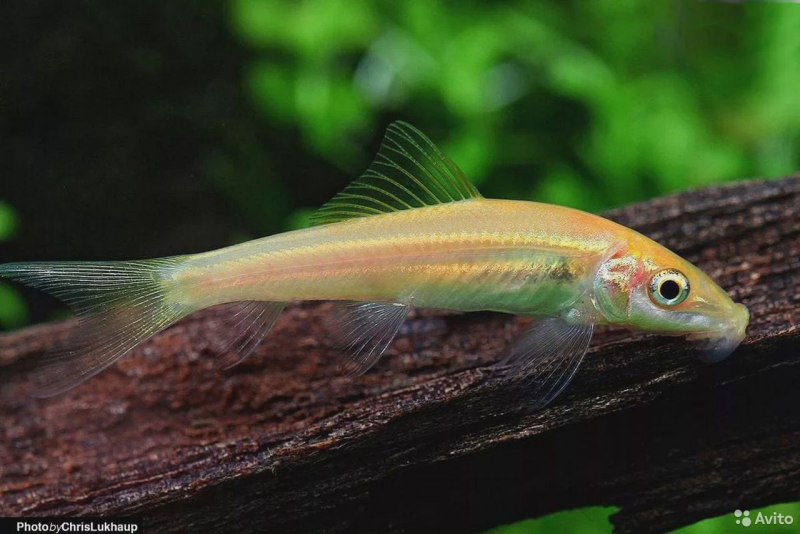Morulius chrysophekadion