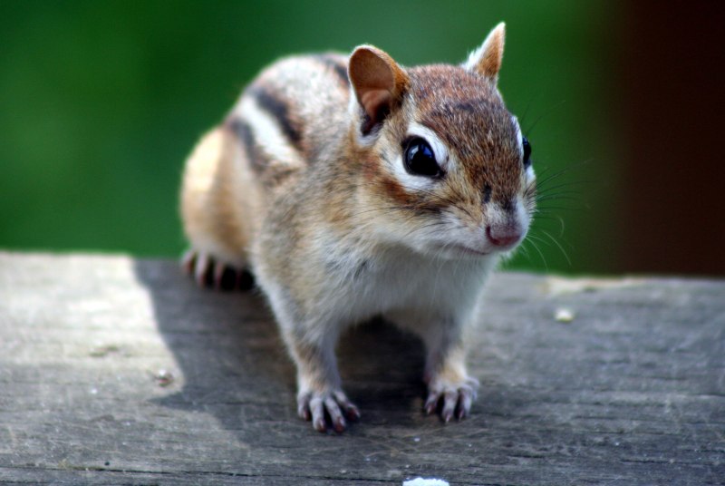 Chipmunk Stefan Baumann