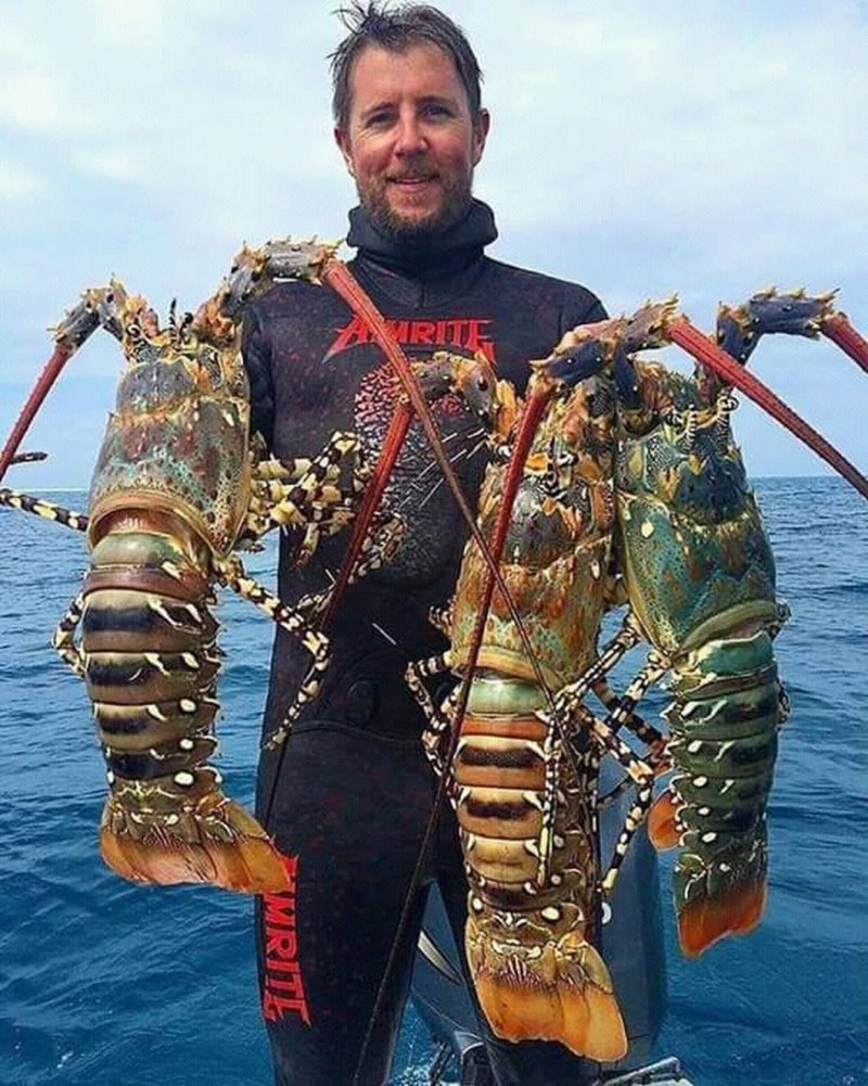 Лобстер the Lobster