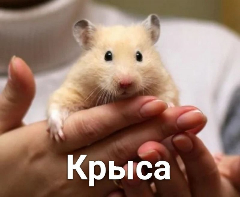 Сирийский хомячок