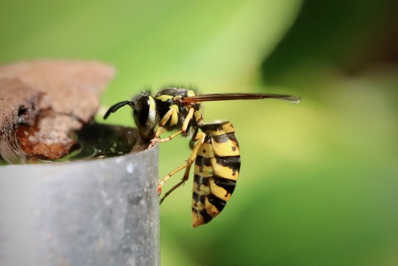 Wasp Killer