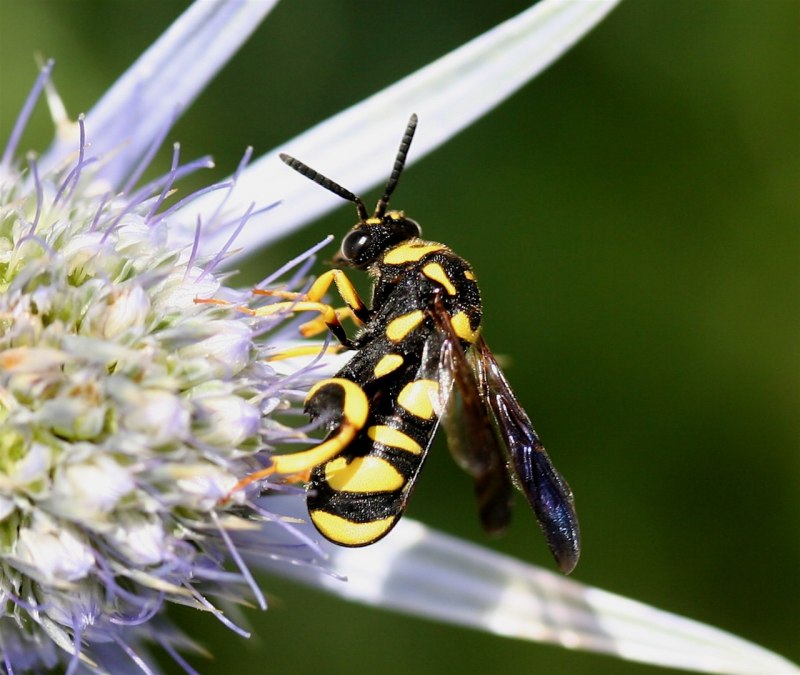 Sceliphron destillatorium