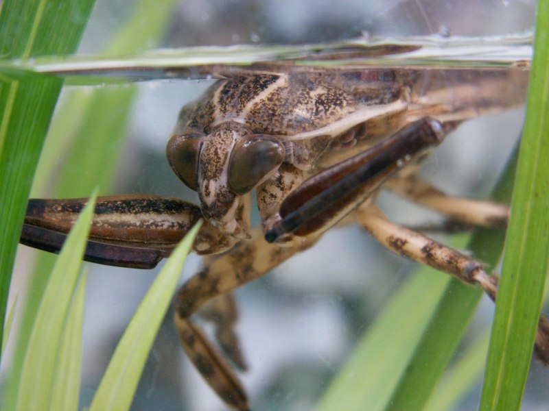 Notonecta glauca (Гладыш)
